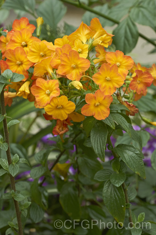 Marmalade. Bush (<i>Streptosolen jamesonii [syn. Browalllia jamesonii]), a long-flowering, wiry-stemmed, 1-2m tall subshrub native to Colombia, Ecuador and Brazil. It is the sole species in its genus and is a member of the potato family (<i>Solanaceae</i>). The flowers darken as they mature, so a head of flowers can display a range of orange tones. streptosolen-3497htm'>Streptosolen.