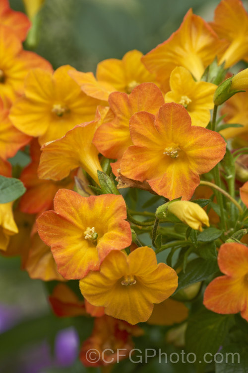 Marmalade. Bush (<i>Streptosolen jamesonii [syn. Browalllia jamesonii]), a long-flowering, wiry-stemmed, 1-2m tall subshrub native to Colombia, Ecuador and Brazil. It is the sole species in its genus and is a member of the potato family (<i>Solanaceae</i>). The flowers darken as they mature, so a head of flowers can display a range of orange tones. streptosolen-3497htm'>Streptosolen.
