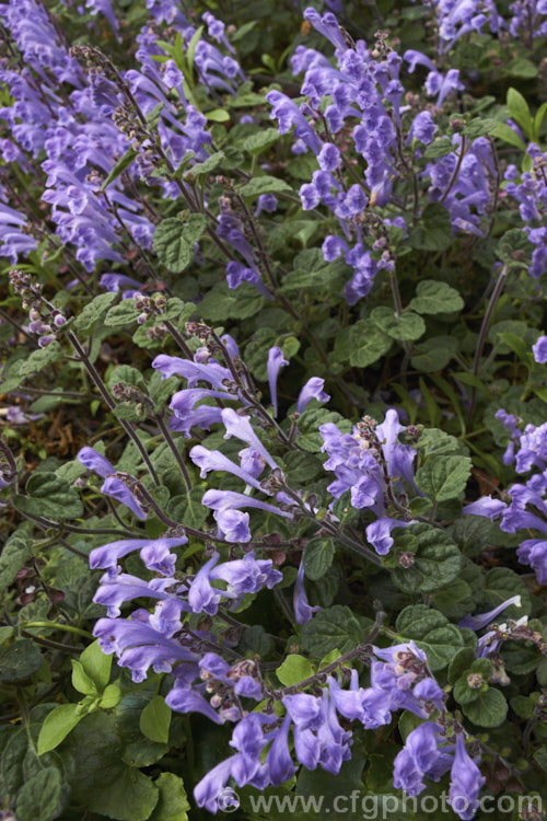 Skullcap or Helmet. Flower (<i>Scutellaria indica var. parvifolia</i>), a small-leafed natural variety of a late spring- to early-summer-flowering perennial native to Japan and nearby parts of China and Korea. scutellaria-3462htm'>Scutellaria.