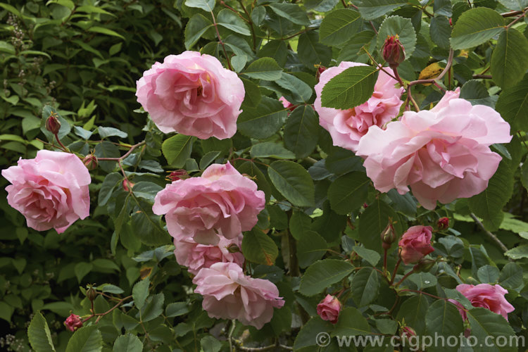 Rosa 'Capitaine. John Ingram', a fragrant, compact. Damask Moss bush raised by Laffay of France in 1854. Order: Rosales, Family: Rosaceae