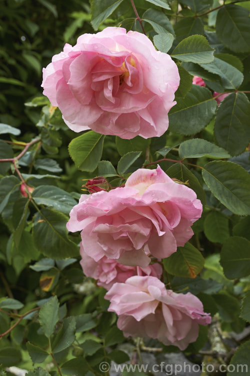 Rosa 'Capitaine. John Ingram', a fragrant, compact. Damask Moss bush raised by Laffay of France in 1854. Order: Rosales, Family: Rosaceae