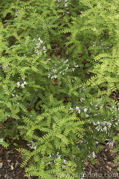 David's Mountain Laurel (<i>Sophora davidii</i>), a spiny, deciduous, spring- to early summer-flowering shrub native to southwestern China. It with grow to around 25m high and wide and the flowers are followed by an abundance of small jointed seedpods. sophora-2142htm'>Sophora.