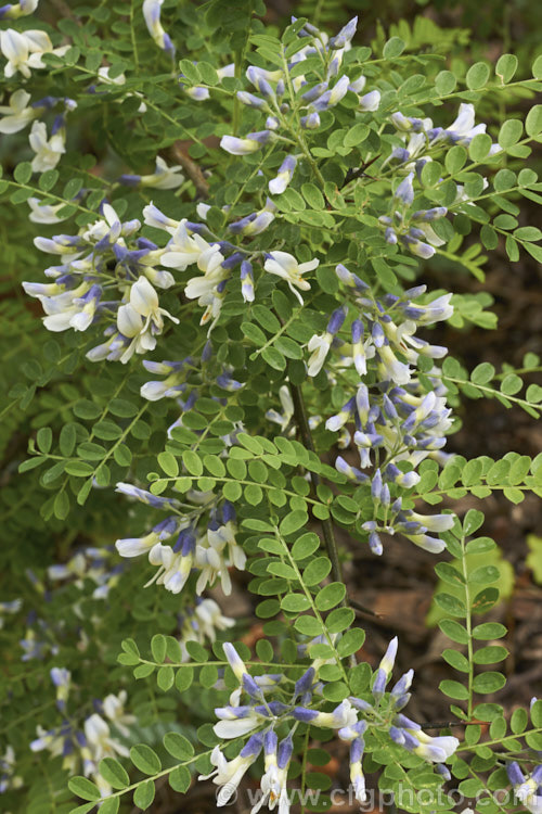 David's Mountain Laurel (<i>Sophora davidii</i>), a spiny, deciduous, spring- to early summer-flowering shrub native to southwestern China. It with grow to around 25m high and wide and the flowers are followed by an abundance of small jointed seedpods. sophora-2142htm'>Sophora.