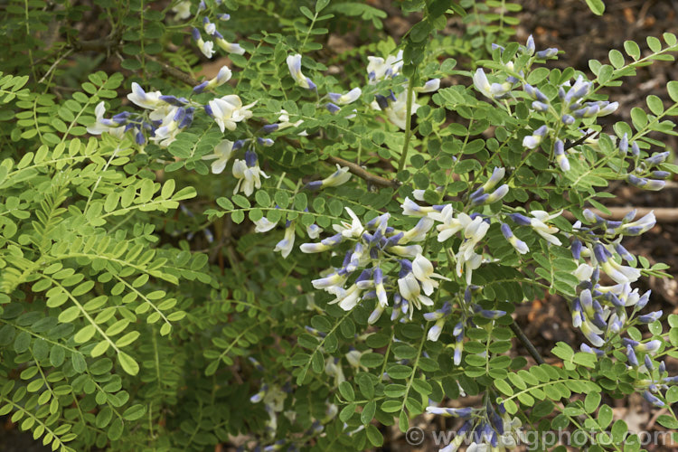 David's Mountain Laurel (<i>Sophora davidii</i>), a spiny, deciduous, spring- to early summer-flowering shrub native to southwestern China. It with grow to around 25m high and wide and the flowers are followed by an abundance of small jointed seedpods. sophora-2142htm'>Sophora.