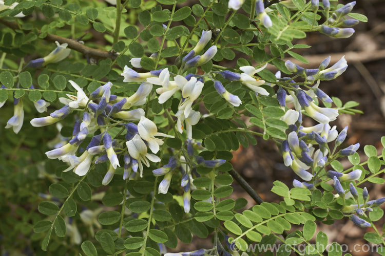 David's Mountain Laurel (<i>Sophora davidii</i>), a spiny, deciduous, spring- to early summer-flowering shrub native to southwestern China. It with grow to around 25m high and wide and the flowers are followed by an abundance of small jointed seedpods. sophora-2142htm'>Sophora.