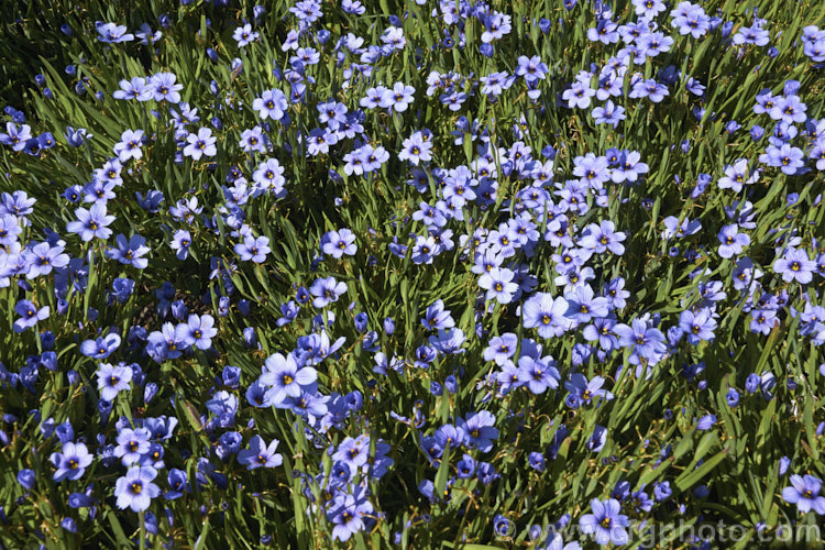 Sisyrinchium 'Devon. Skies', a British-raised Blue-eyed. Grass hybrid that is similar to Sisyrinchium bellum but flowers later and for longer. It makes quite a dense foliage clump and is around 25cm high when in flower