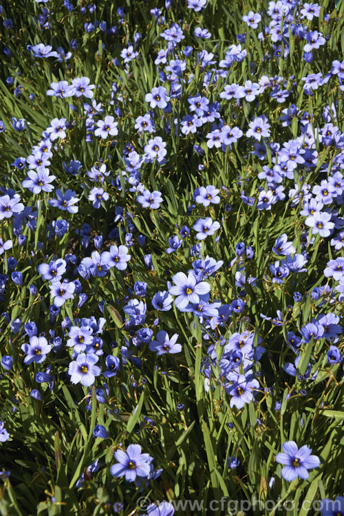 Sisyrinchium 'Devon. Skies', a British-raised Blue-eyed. Grass hybrid that is similar to Sisyrinchium bellum but flowers later and for longer. It makes quite a dense foliage clump and is around 25cm high when in flower