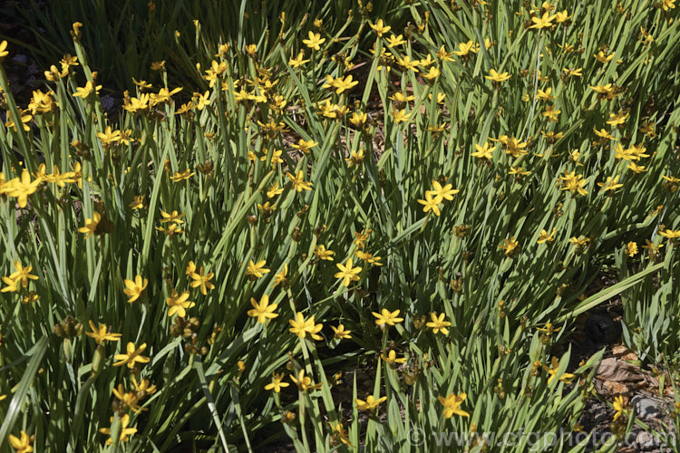 California Golden Blue-eyed. Grass, Yellow-eyed. Grass or Yellow-eyed. Pigroot (<i>Sisyrinchium californicum [syns. Sisyrinchium boreale, Hydastylus brachypus</i>), a grassy-leaved, summer-flowering perennial native to the western North America, from northern California to British Columbia. It thrives in moist soil in full sun and is evergreen in mild winters, herbaceous elsewhere. The flower stems are up to 40cm tall