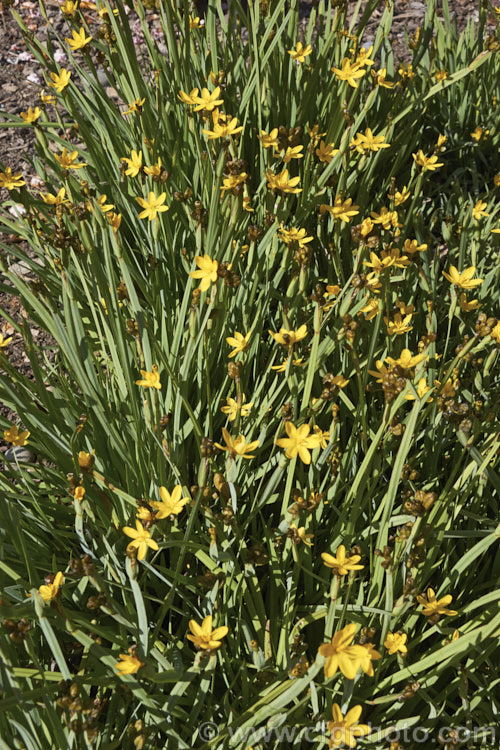 California Golden Blue-eyed. Grass, Yellow-eyed. Grass or Yellow-eyed. Pigroot (<i>Sisyrinchium californicum [syns. Sisyrinchium boreale, Hydastylus brachypus</i>), a grassy-leaved, summer-flowering perennial native to the western North America, from northern California to British Columbia. It thrives in moist soil in full sun and is evergreen in mild winters, herbaceous elsewhere. The flower stems are up to 40cm tall