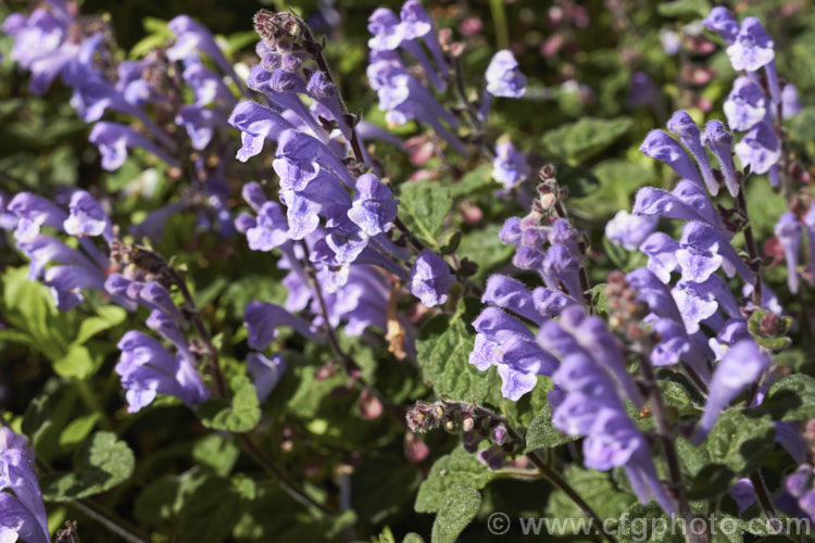 Skullcap or Helmet. Flower (<i>Scutellaria indica var. parvifolia</i>), a small-leafed natural variety of a late spring- to early-summer-flowering perennial native to Japan and nearby parts of China and Korea. scutellaria-3462htm'>Scutellaria.