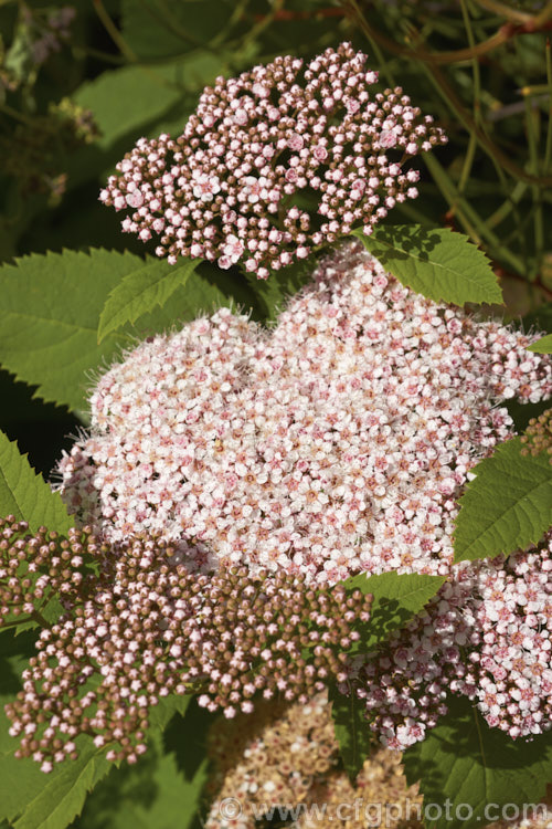Spiraea miyabei, a spring-flowering, 1-2m high and wide deciduous shrub native to China and Japan. The tiny flowers may be creamy white or pink and are crowded in dense heads. spiraea-3326htm'>Spiraea.