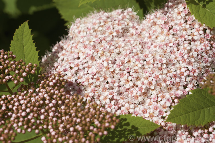 Spiraea miyabei, a spring-flowering, 1-2m high and wide deciduous shrub native to China and Japan. The tiny flowers may be creamy white or pink and are crowded in dense heads. spiraea-3326htm'>Spiraea.