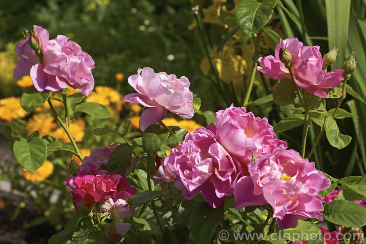 Rosa 'The Herbalist', a 15m tall, fragrant, repeat flowering. English rose raised by Austin of England in 1994. Order: Rosales, Family: Rosaceae