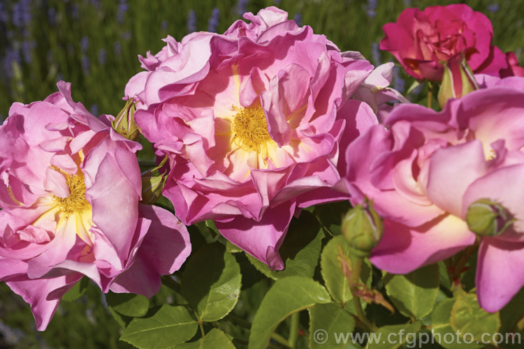 Rosa 'The Herbalist', a 15m tall, fragrant, repeat flowering. English rose raised by Austin of England in 1994. Order: Rosales, Family: Rosaceae