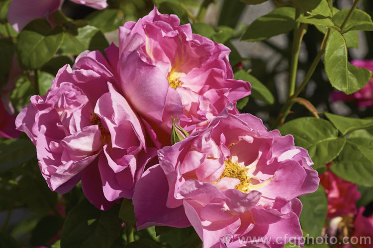 Rosa 'The Herbalist', a 15m tall, fragrant, repeat flowering. English rose raised by Austin of England in 1994. Order: Rosales, Family: Rosaceae