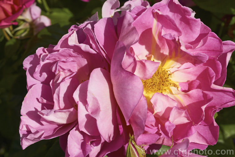 Rosa 'The Herbalist', a 15m tall, fragrant, repeat flowering. English rose raised by Austin of England in 1994. Order: Rosales, Family: Rosaceae