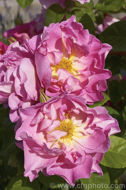 Rosa 'The Herbalist', a 15m tall, fragrant, repeat flowering. English rose raised by Austin of England in 1994. Order: Rosales, Family: Rosaceae