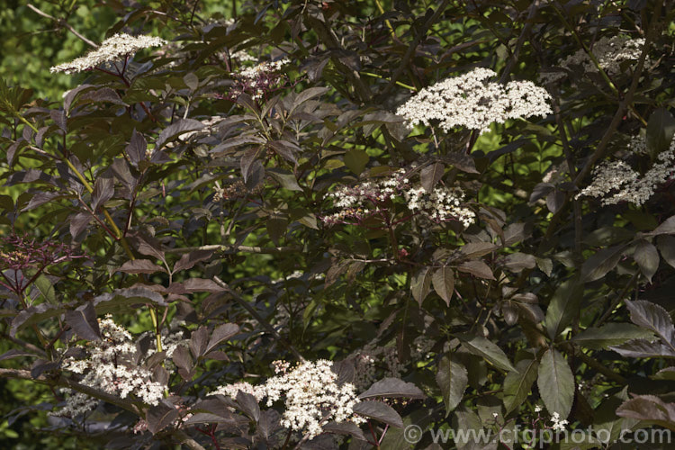 Black Elderberry (<i>Sambucus nigra 'Purpurea'), a cultivar of a Eurasian deciduous shrub that often naturalises and can become a weed 'Purpurea' differs markedly from the species, being more compact and having very dark purple-bronze foliage with heads of small, white to very pale pink flowers that open from pale pink buds. Order: Dipsacales, Family: Adoxaceae