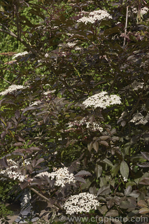 Black Elderberry (<i>Sambucus nigra 'Purpurea'), a cultivar of a Eurasian deciduous shrub that often naturalises and can become a weed 'Purpurea' differs markedly from the species, being more compact and having very dark purple-bronze foliage with heads of small, white to very pale pink flowers that open from pale pink buds. Order: Dipsacales, Family: Adoxaceae