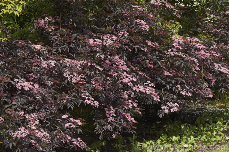 Black Beauty Elderberry (<i>Sambucus nigra 'Black Beauty'), a purple-red foliaged cultivar of a spring-flowering Eurasian deciduous shrub that often naturalises and can become a weed. Its flowers and fruit can be used for wine-making 'Black Beauty' has tiny pink flowers that open from darker buds. The effect is similar to 'Black Lace' except that the leaflets are entire rather than finely divided like those of 'Black Lace'. Order: Dipsacales, Family: Adoxaceae