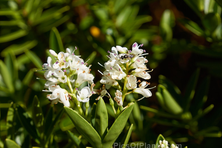 <i>Veronica rupicola</i> (syn. <i>Hebe rupicola</i>), an evergreen shrub around 1m high found in rocky places in the north-central area of the South Island of New Zealand. It bears white flowers in summer. Order: Lamiales, Family: Plantaginaceae