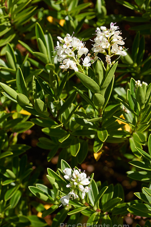 <i>Veronica rupicola</i> (syn. <i>Hebe rupicola</i>), an evergreen shrub around 1m high found in rocky places in the north-central area of the South Island of New Zealand. It bears white flowers in summer. Order: Lamiales, Family: Plantaginaceae