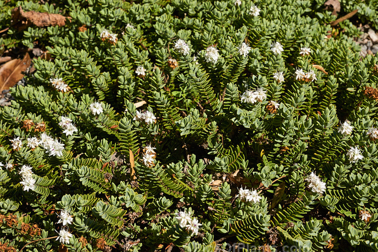 <i>Veronica buchananii</i>, a low, spreading, evergreen shrub native to the mountains of the southern South Island of New Zealand. It can form a clump to around 2m wide and its small flowers open from late spring. Order: Lamiales, Family: Plantaginaceae
