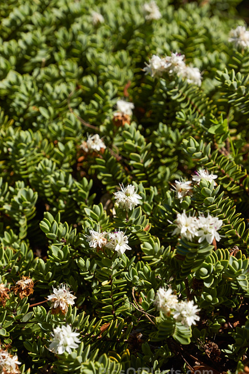 <i>Veronica buchananii</i>, a low, spreading, evergreen shrub native to the mountains of the southern South Island of New Zealand. It can form a clump to around 2m wide and its small flowers open from late spring. Order: Lamiales, Family: Plantaginaceae
