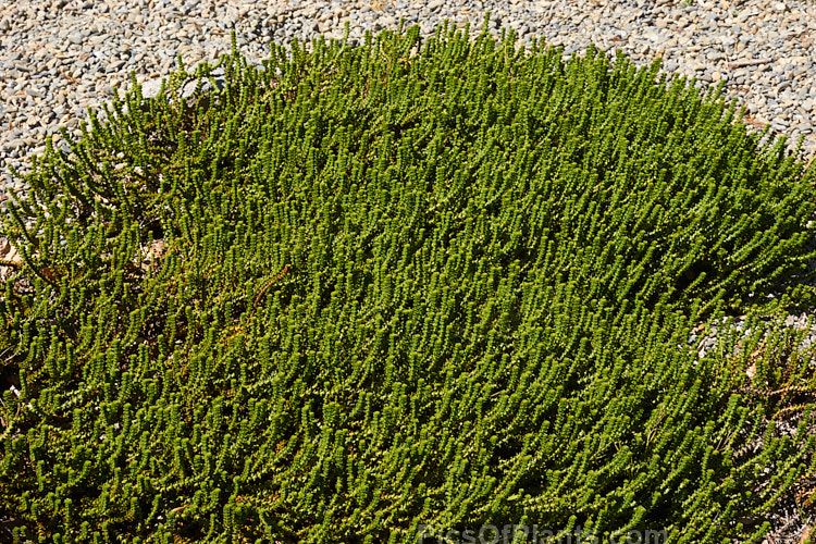 <i>Veronica epacridea</i> (syn. <i>Hebe epacridea</i>), a spreading, often rather straggly evergreen 20-30cm high shrub found in the mountains of the northern half of New Zealand's South Island It bears white flowers in autumn. Order: Lamiales, Family: Plantaginaceae