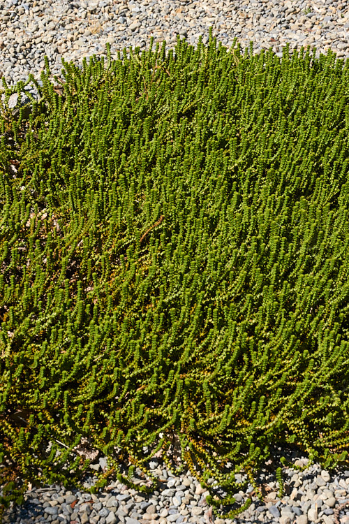 <i>Veronica epacridea</i> (syn. <i>Hebe epacridea</i>), a spreading, often rather straggly evergreen 20-30cm high shrub found in the mountains of the northern half of New Zealand's South Island It bears white flowers in autumn. Order: Lamiales, Family: Plantaginaceae