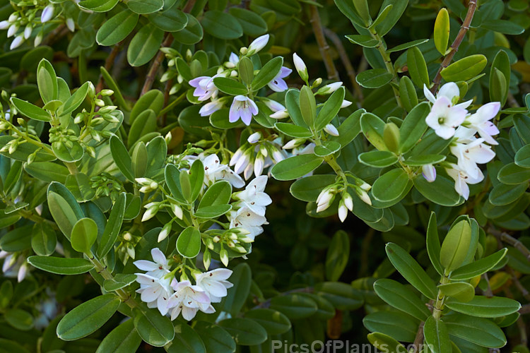 Shore Hebe or Kokomuku (<i>Veronica elliptica</i> [syn. <i>Hebe elliptica</i>]), an evergreen shrub found in New Zealand, southern South America, including Tierra del Fuego, and in the Falkland Islands. Its flowers are quite large for a shrubby veronica and open from late spring. The plant is very variable in the wild, ranging a from a near-prostrate groundcover to a small tree. Order: Lamiales, Family: Plantaginaceae