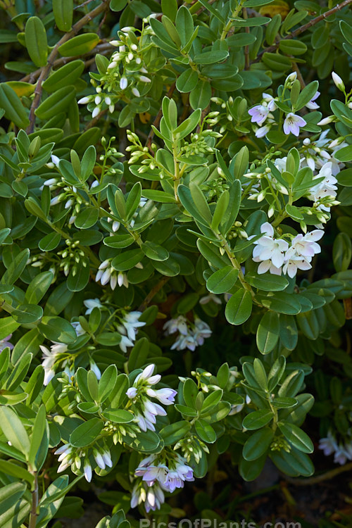 Shore Hebe or Kokomuku (<i>Veronica elliptica</i> [syn. <i>Hebe elliptica</i>]), an evergreen shrub found in New Zealand, southern South America, including Tierra del Fuego, and in the Falkland Islands. Its flowers are quite large for a shrubby veronica and open from late spring. The plant is very variable in the wild, ranging a from a near-prostrate groundcover to a small tree. Order: Lamiales, Family: Plantaginaceae