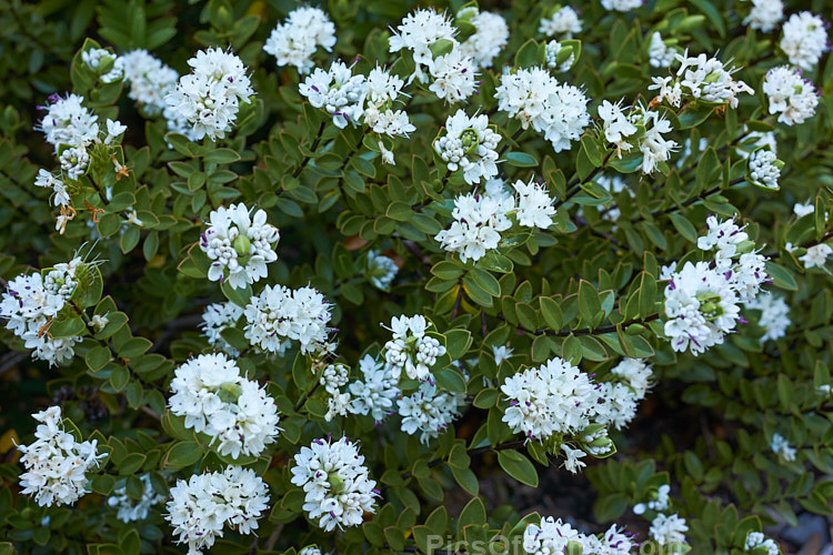 <i>Veronica decumbens</i> (syn. <i>Hebe decumbens</i>), an evergreen, early-summer-flowering shrub found in the subalpine and low alpine regions (at elevations of 450-1370m</i>) of the northern half of the South Island of New Zealand. It has a low, spreading habit but can mound up to over 30cm high. Order: Lamiales, Family: Plantaginaceae