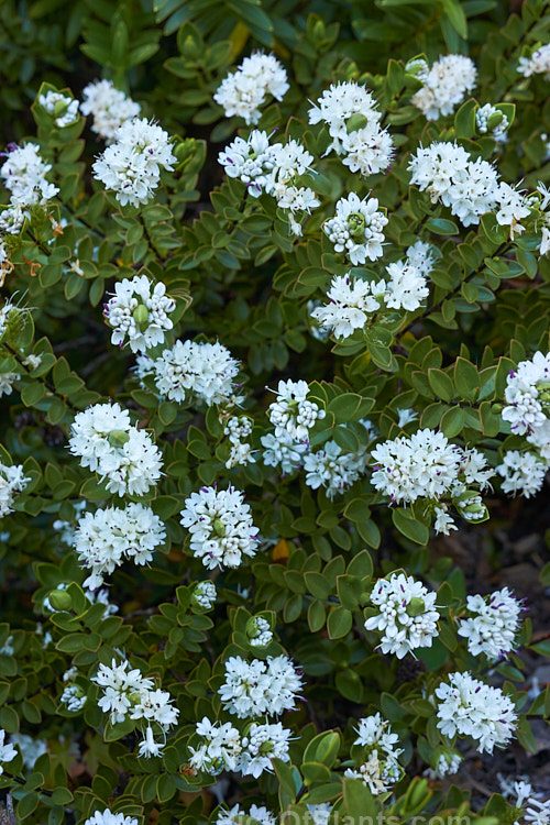 <i>Veronica decumbens</i> (syn. <i>Hebe decumbens</i>), an evergreen, early-summer-flowering shrub found in the subalpine and low alpine regions (at elevations of 450-1370m</i>) of the northern half of the South Island of New Zealand. It has a low, spreading habit but can mound up to over 30cm high. Order: Lamiales, Family: Plantaginaceae