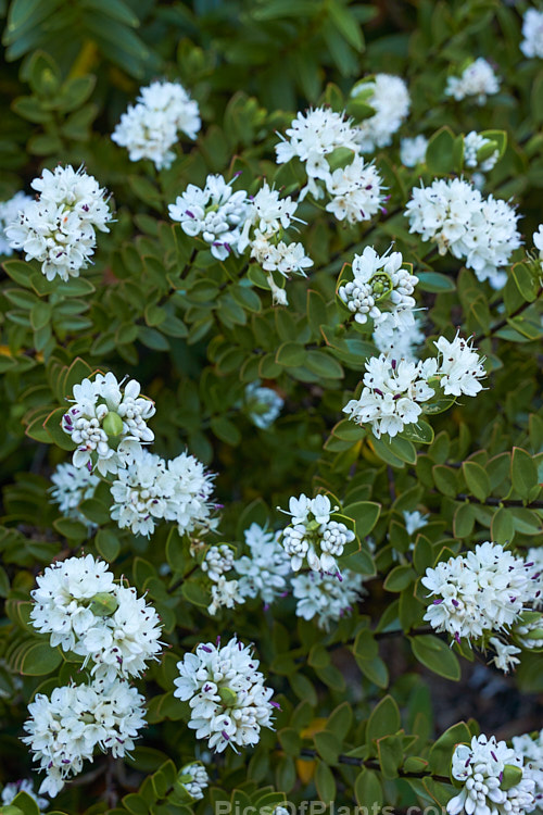 <i>Veronica decumbens</i> (syn. <i>Hebe decumbens</i>), an evergreen, early-summer-flowering shrub found in the subalpine and low alpine regions (at elevations of 450-1370m</i>) of the northern half of the South Island of New Zealand. It has a low, spreading habit but can mound up to over 30cm high. Order: Lamiales, Family: Plantaginaceae