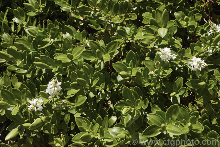Veronica treadwellii, an evergreen 12m high spreading shrub native to New Zealand It has small, thick, leathery leaves and its white flowers open from early summer. This is the larger leafed for formerly known as Hebe matthewsii