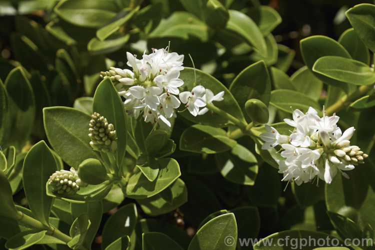 Veronica treadwellii, an evergreen 12m high spreading shrub native to New Zealand It has small, thick, leathery leaves and its white flowers open from early summer. This is the larger leafed for formerly known as Hebe matthewsii