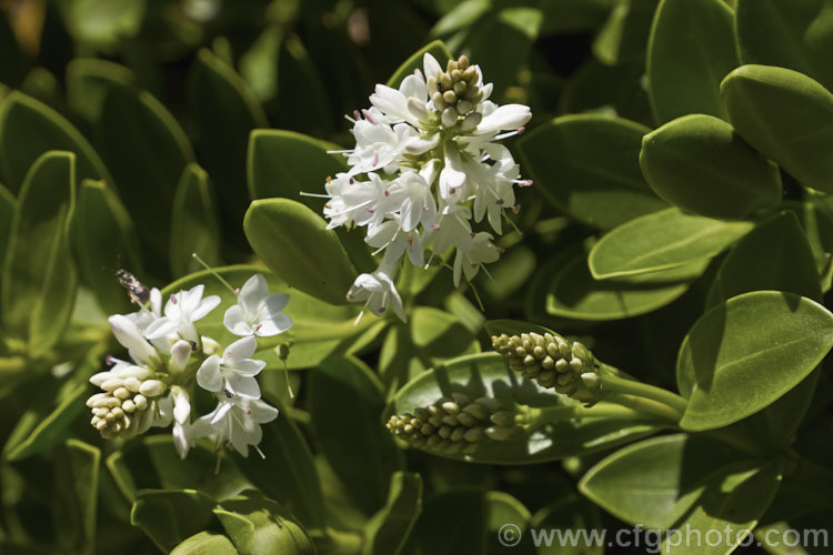 Veronica treadwellii, an evergreen 12m high spreading shrub native to New Zealand It has small, thick, leathery leaves and its white flowers open from early summer. This is the larger leafed for formerly known as Hebe matthewsii