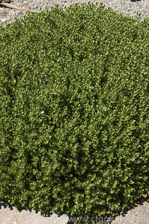 Veronica treadwellii (syn. Hebe treadwellii</i>), a low-growing, bushy shrub native to the wetter subalpine areas of the mountain of the South Island of New Zealand Its small white flowers open from early summer