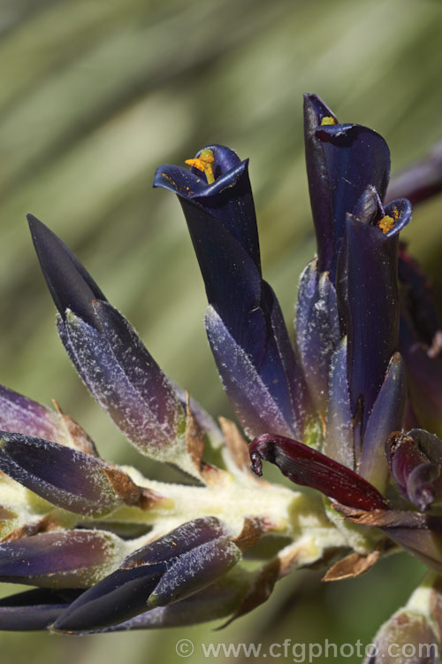 Puya spathacea, a clumping terrestrial bromeliad native to north-central Argentina. It blooms in summer and the flower stems are over 1m tall. The blue flowers contrast with the pink of the stems and sepals