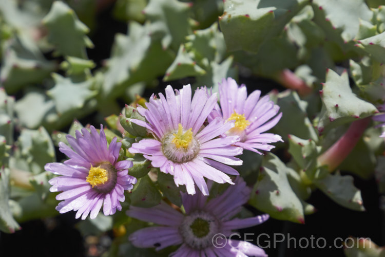Deltoid-leaved Dewplant (<i>Oscularia deltoides [syn. Lampranthus deltoides]), a late spring- to early summer-flowering succulent native to the western Cape region of South Africa. It has a low, spreading plant and is among the succulents commonly known as iceplants. oscularia-3500htm'>Oscularia. <a href='aizoaceae-plant-family-photoshtml'>Aizoaceae</a>.