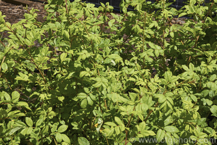 Rosa multiflora (syn. Rosa polyantha</i>), a vigorous, near-thornless and often near evergreen rose native to Japan, Korea and nearby parts of China. Rosa multiflora is not widely cultivated for its own sake but is one of the most popular rootstocks on which to bud hybrid roses. However, it can be invasive and is considered a noxious weed in some areas. Order: Rosales, Family: Rosaceae