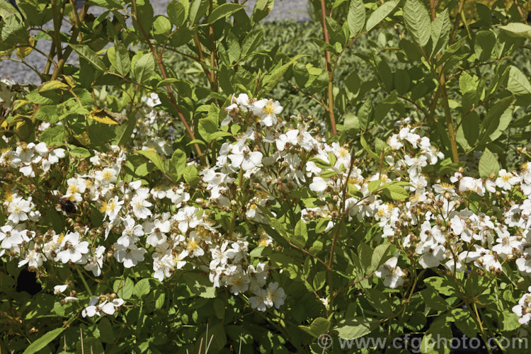Rosa multiflora (syn. Rosa polyantha</i>), a vigorous, near-thornless and often near evergreen rose native to Japan, Korea and nearby parts of China. Rosa multiflora is not widely cultivated for its own sake but is one of the most popular rootstocks on which to bud hybrid roses. However, it can be invasive and is considered a noxious weed in some areas. Order: Rosales, Family: Rosaceae