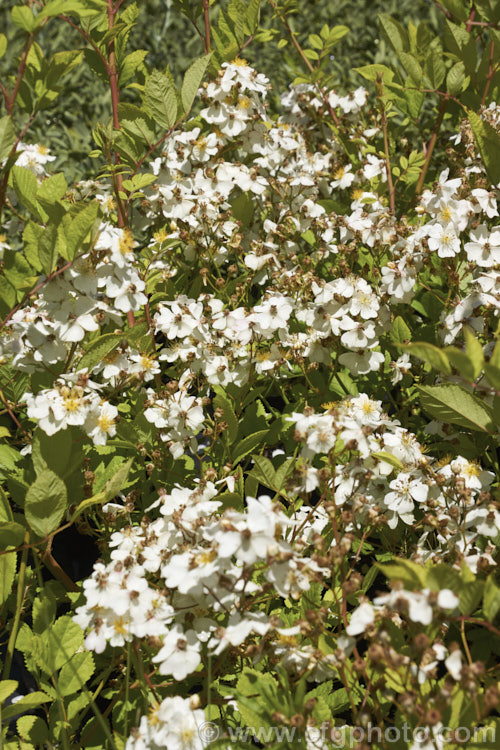 Rosa multiflora (syn. Rosa polyantha</i>), a vigorous, near-thornless and often near evergreen rose native to Japan, Korea and nearby parts of China. Rosa multiflora is not widely cultivated for its own sake but is one of the most popular rootstocks on which to bud hybrid roses. However, it can be invasive and is considered a noxious weed in some areas. Order: Rosales, Family: Rosaceae