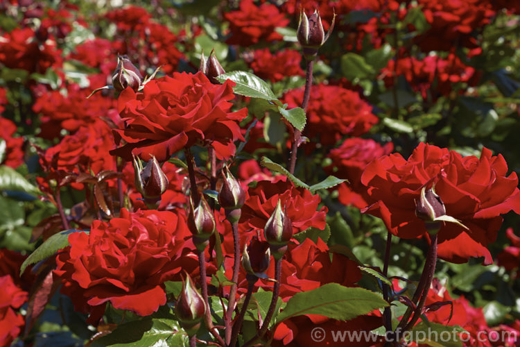Rosa 'Crimson Bouquet' (parentage unknown</i>), a fragrant. Grandiflora rose raised by Kordes of Germany and introduced in 1999. The plant grows to around 15m tall and the flowers are up to 100mm across. Order: Rosales, Family: Rosaceae