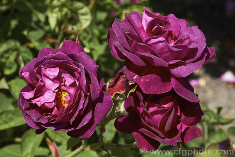 Rosa 'Chianti' ('Macrantha' x 'Vanity'), a Macrantha. Shrub rose raised by Austin of England in 1965. The colour intensifies as the flowers age. Order: Rosales, Family: Rosaceae