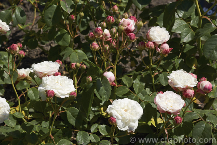 Rosa 'Madame Alfred de Rougement', a Hybrid Perpetual raised by Lacharme of France in 1862. It has fragrant, very fully double flowers and grows to around 90cm tall Order: Rosales, Family: Rosaceae