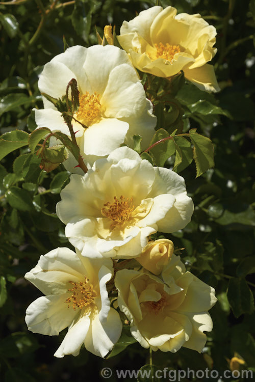 Rosa 'Worcestershire', a mildly scented shrub rose raised in 1999 by Kordes of Germany Its single to semi-double flowers are repeat blooming. Order: Rosales, Family: Rosaceae