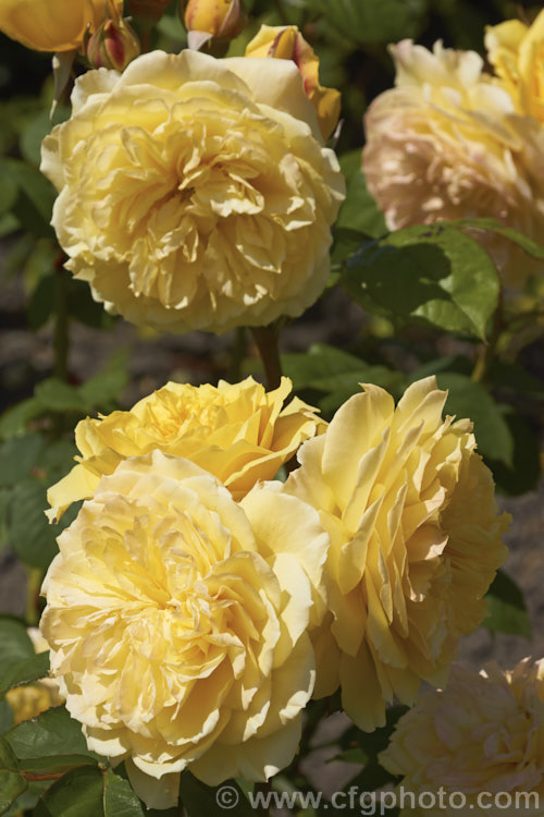 Rosa 'Symphony' (syns 'Allux. Symphony' 'Symphonie'), an English rose raised by Austin of England in 1986. It is mildly scented and grows to around 12m high. Order: Rosales, Family: Rosaceae