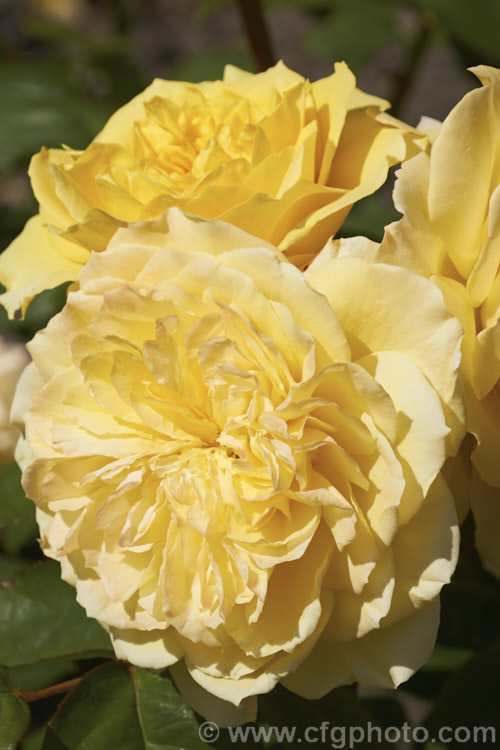 Rosa 'Symphony' (syns 'Allux. Symphony' 'Symphonie'), an English rose raised by Austin of England in 1986. It is mildly scented and grows to around 12m high. Order: Rosales, Family: Rosaceae